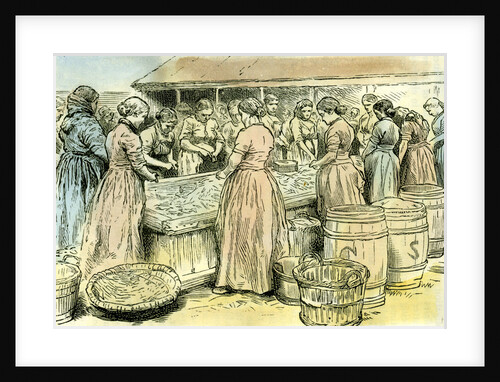 Aberdeen UK Herring Cleaners at Work 1885 by Anonymous