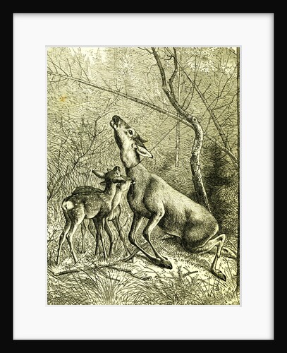Hunt Austria 1887 by Anonymous