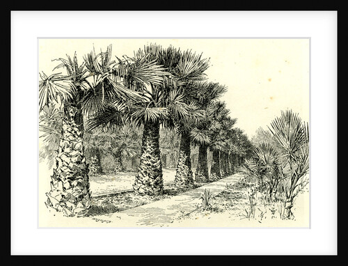 A Palm Grove in Southern California 1891 USA by Anonymous