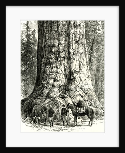 Yosemite Valley the Grizzly Giant USA 1891 by Anonymous