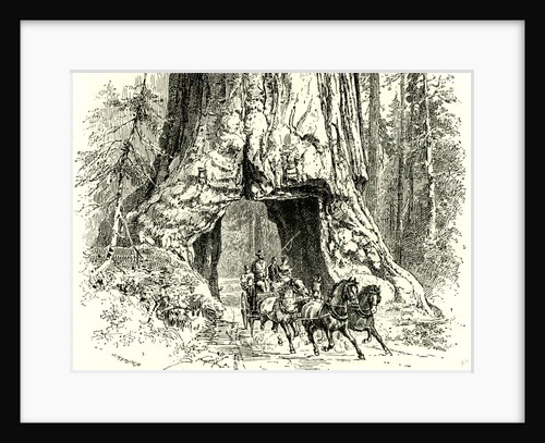 Yosemite Valley Wawona 1891 USA by Anonymous
