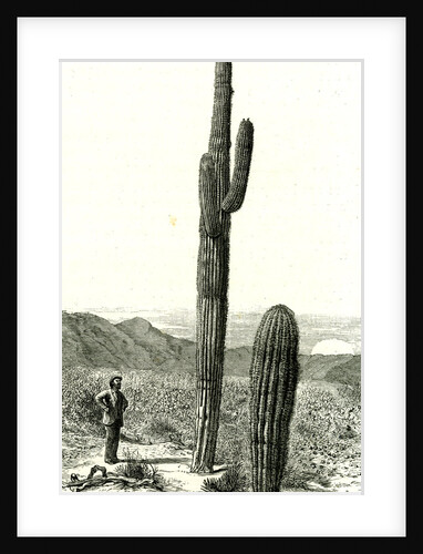 Giant Cactus Arizona 1891 USA by Anonymous