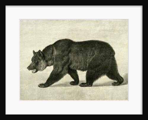 The Grizzly Bear USA 1891 by Anonymous