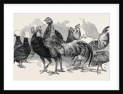 Polish Fowls by Anonymous