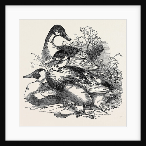 Ducks, First Prize: Cross Aylesbury and Rouen: Mr. Baker by Anonymous