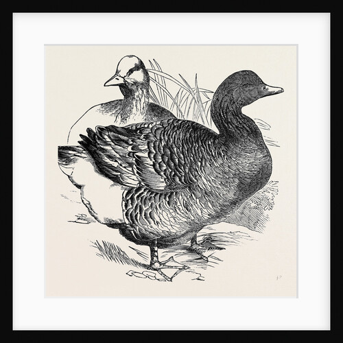 Common Goose, First Prize: Mr. Nolan by Anonymous