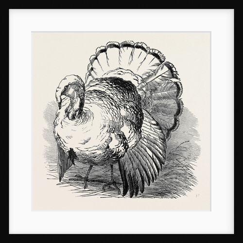 Spangled Turkey, First Prize: Mr. Bartlett by Anonymous