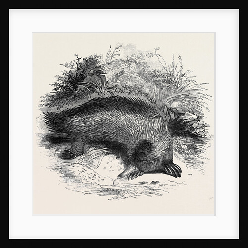 Australian Anteater, at the Gardens of the Zoological Society by Anonymous