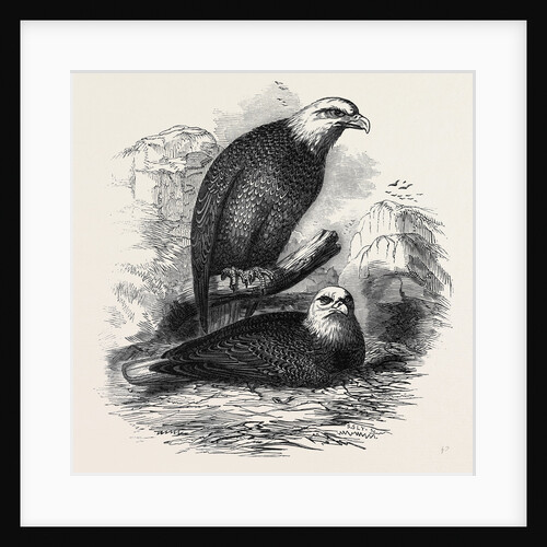 White-Headed Eagles, at the Zoological Gardens, Regent's-Park by Anonymous