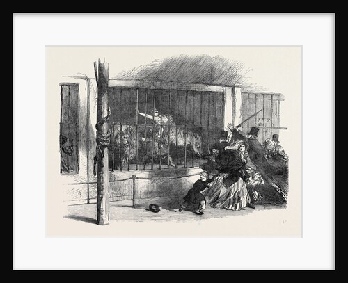 Death of the Lion Queen, in Wombwell's Menagerie, at Chatham by Anonymous