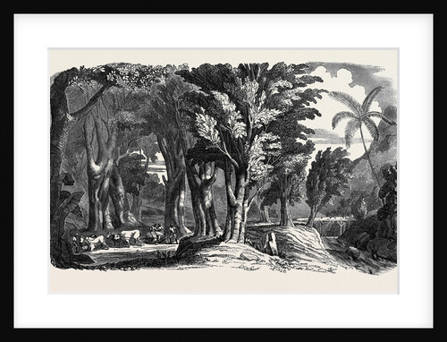 Mahogany Trees in the West Indies by Anonymous