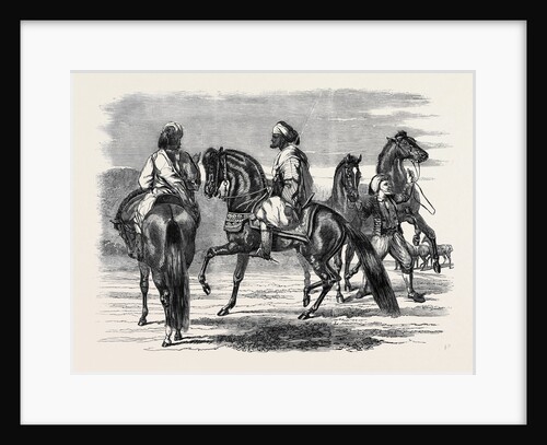 Barbs Presented to Queen Victoria by the Emperor of Morocco by Anonymous