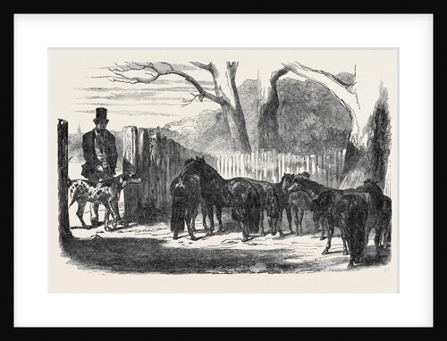Shetland Ponies Purchased for the Pacha of Egypt by Anonymous