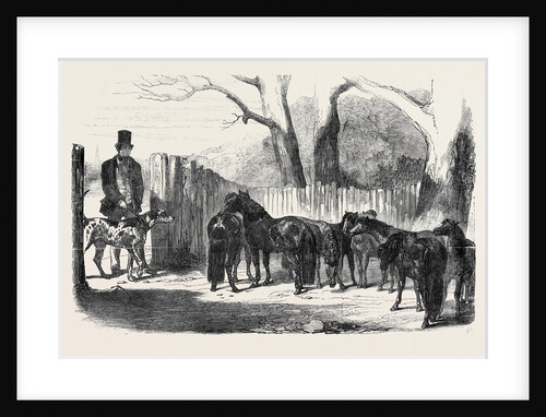 Shetland Ponies Purchased for the Pacha of Egypt by Anonymous