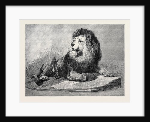 The Old Lion of the Zoological Society's Collection London 1873 by Anonymous