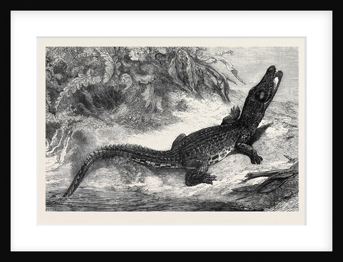 Alligator from Sumatra for the Brighton Aquarium 1873 by Anonymous