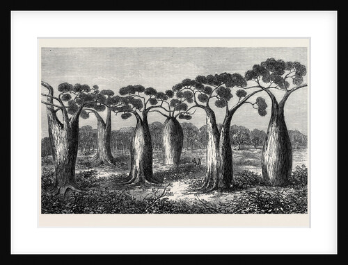 Bottle-Trees of Queensland North Australia 1873 by Anonymous