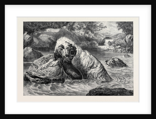 Otter Hounds, 1873 by Anonymous