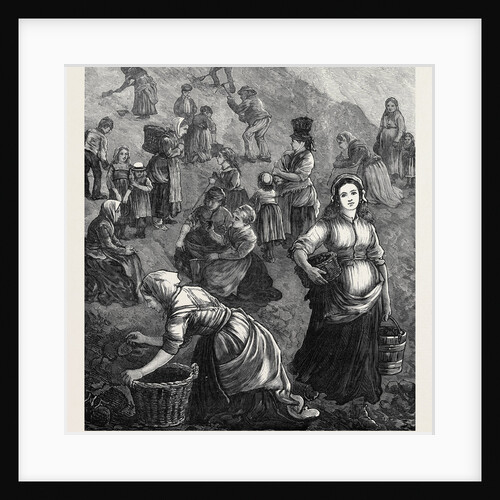 The Strike in South Wales: Gathering Shindles for Fuel 1873 by Anonymous