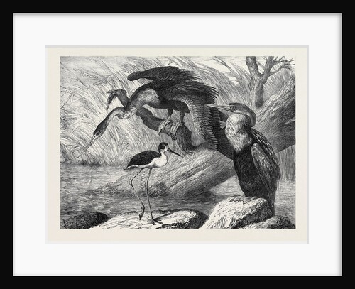 The Darter and Stilt Plover in the Zoological Society's Gardens London 1873 by Anonymous