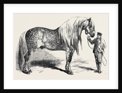 Meeting of the Royal Agricultural Society at Salisbury: No. 281. Horse for Agricultural Purposes by Anonymous