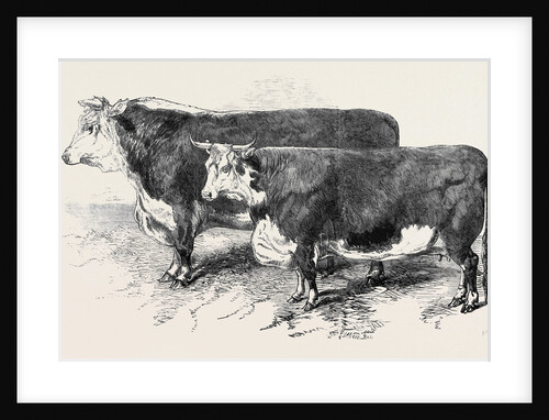 Meeting of the Royal Agricultural Society at Salisbury: Herefords No. 111 by Anonymous