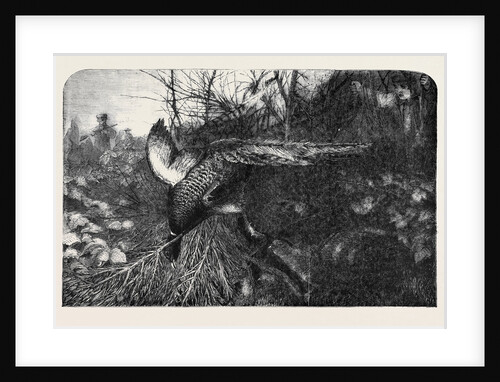 Pheasant Shooting by Anonymous