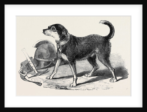 The Fire-Escape-Man's Dog Bill by Anonymous