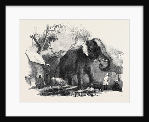 Elephant Belonging to the Rajah of Bhurtpore by Anonymous