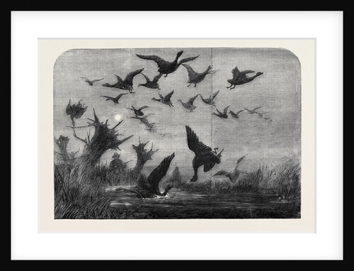 Wild Duck Shooting by Anonymous
