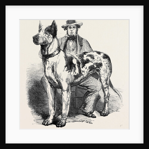 The Great American Dog Prince by Anonymous