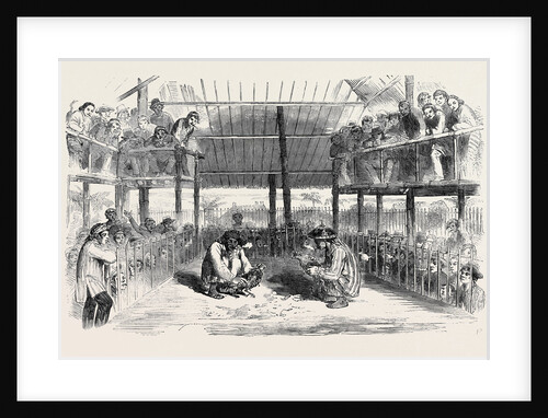 Cock-Fighting at Manilla by Anonymous
