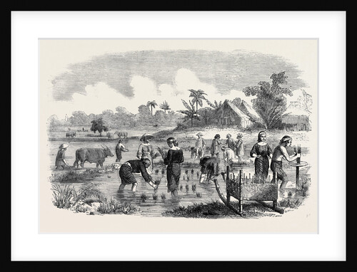 Planting Rice in Manilla. by Anonymous