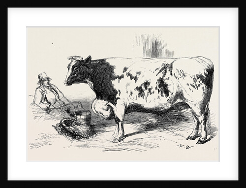 The First Prize Short Horn Class 10 No. 89 £25 and Gold and Silver Medals As the Best Steer or Ox at the Smithfield Club Cattle Show by Anonymous