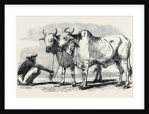 Guzerat Oxen from a Drawing by W. Carpenter Jun. by Anonymous
