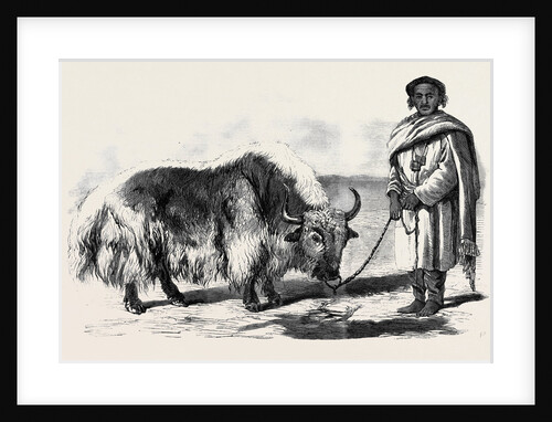 The Yak or Thibet Ox from a Drawing by W. Carpenter Jun. by Anonymous