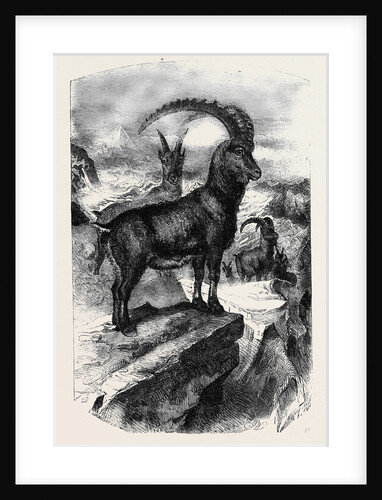 The Bouquetin or Steinbock (Capra Ibex Lin.) by Anonymous