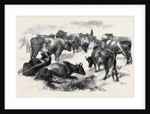 Breton Cattle. by Anonymous