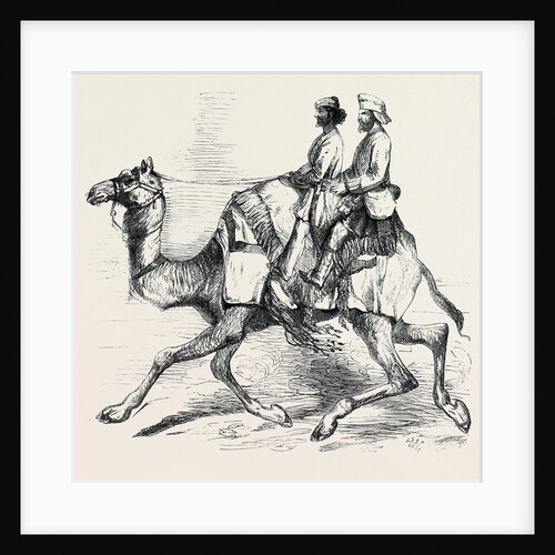 One of Barras' Camel Corps Raised in Rajpootana by Anonymous