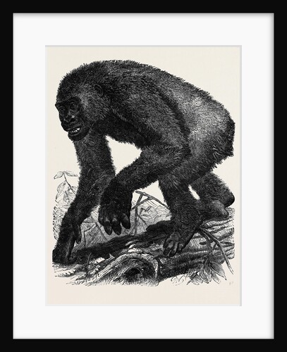 The Gorilla by Anonymous
