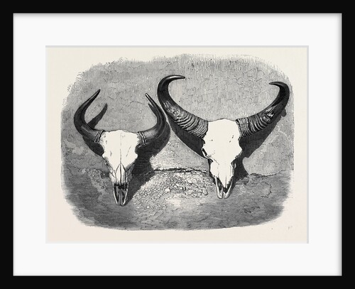 Heads of Adult Male and Female Gaour by Anonymous