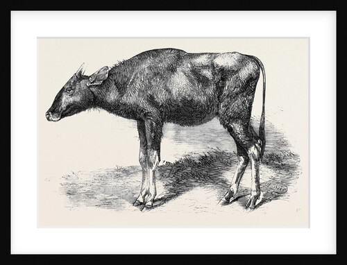 The Gaour Calf from a Photograph by Anonymous