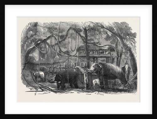Elephant Kraal, Island of Ceylon by Anonymous
