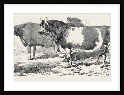 Channel Islands, Class 3; Prize Cattle Show at the Royal Agricultural Society's Show, at Windsor by Anonymous