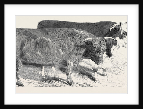 Devon, Class 1; Prize Cattle Show at the Royal Agricultural Society's Show, at Windsor by Anonymous