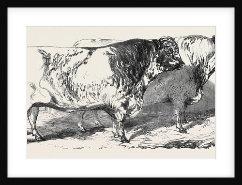 Short Horns, Class 1; Prize Cattle Show at the Royal Agricultural Society's Show, at Windsor by Anonymous