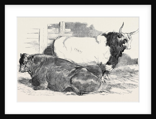 Scotch Polled, Class 1; Prize Cattle Show at the Royal Agricultural Society's Show, at Windsor by Anonymous