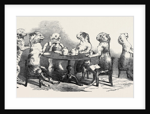 Stuffed Cats, from Wirtemburg, from a Daguerreotype by Claudet by Anonymous