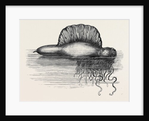 Physalia or Portuguese Man-of-War Lately Found on the South Coast of England UK 1869 by Anonymous