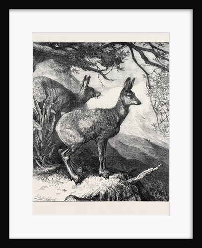 The Musk Deer at the Zoological Society's Gardens 1869 by Anonymous